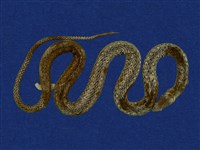 藏品(梭德氏游蛇)的圖片